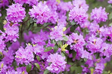 Rhododendron bloom in spring. Beautiful picture.