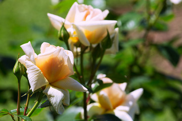 Obraz na płótnie Canvas roses plant