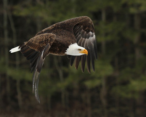 Bald Eagle in Flight