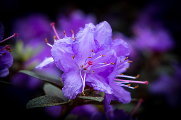 Fototapeta na wymiar violette Blüte