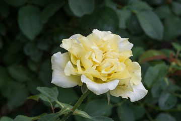 Yellow rose on green background