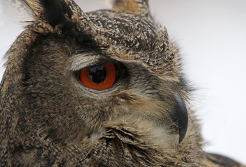 A close-up of a Eurasian Eagle Owl (Bubo bubo)..