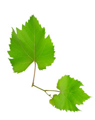 vine and leaves isolated on white background