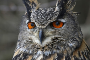 A Eurasian Eagle Owl (Bubo bubo) perched in a tree..