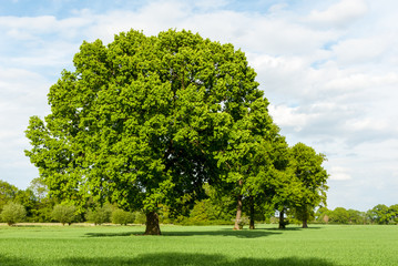 Baumreihe in der Marschlandschaft im Fr&uuml;hling