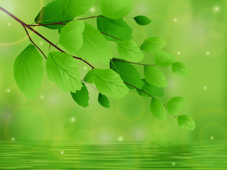 Tree branches with leaves over the water and reflections