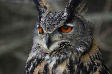 A Eurasian Eagle Owl (Bubo bubo) perched in a tree..