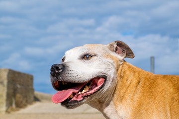 Obraz premium Old Staffy Dog at the Beach