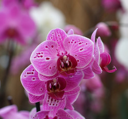 Group of flowers, purple orchid, phalaenopsis