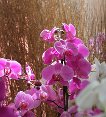 Group of flowers, purple orchid, phalaenopsis