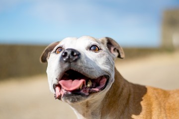 Old Staffy Dog at the Beach