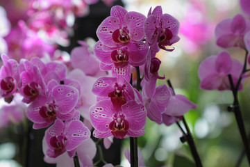 Group of flowers, purple orchid, phalaenopsis