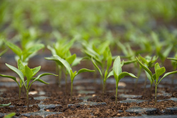 Fresh pepper seedlings in the greenhouse
