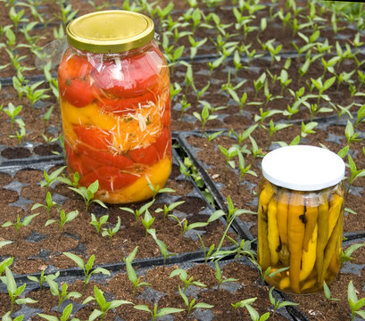 Peppers in jars and nursery