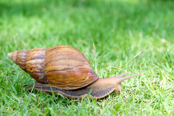 snail on glass