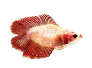 Obraz premium siamese fighting fish, betta isolated on white background.