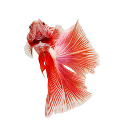 siamese fighting fish, betta isolated on white background.