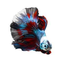 siamese fighting fish, betta isolated on white background.