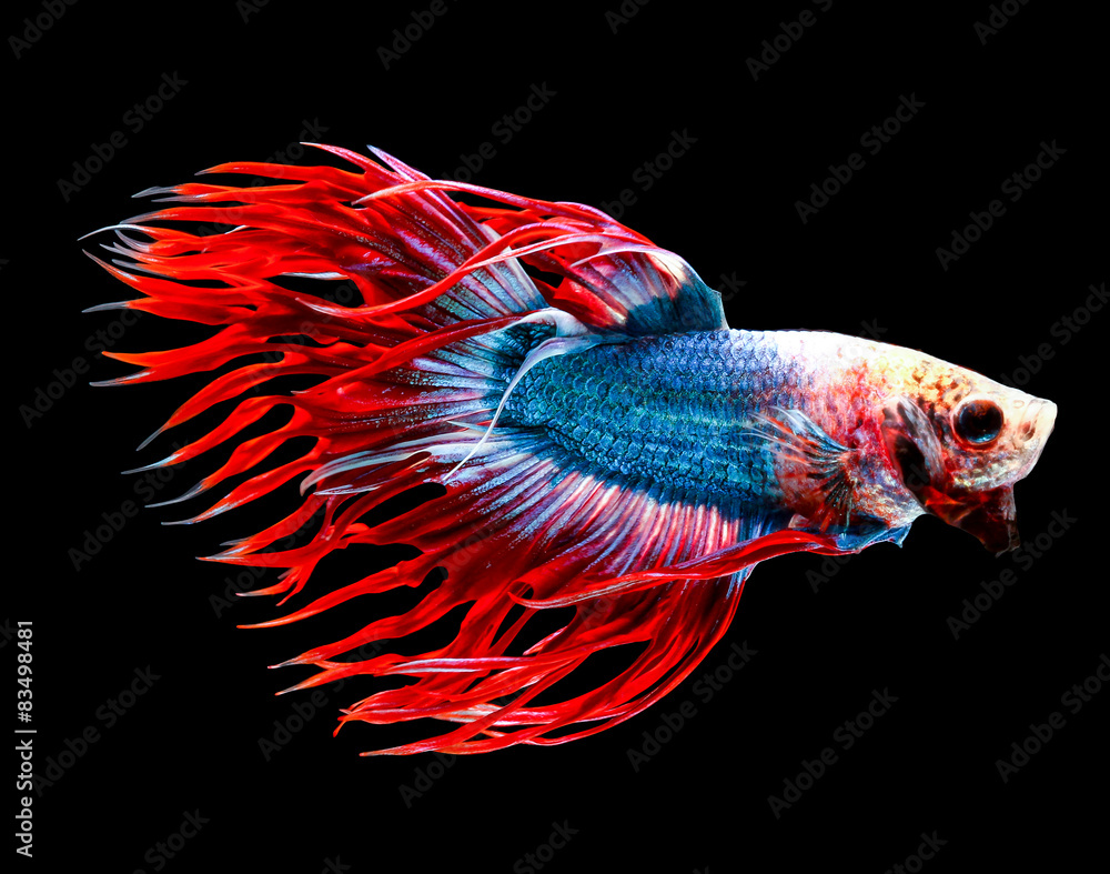 Canvas Prints siamese fighting fish isolated on black background.