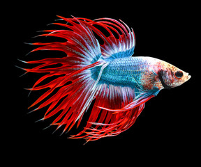 siamese fighting fish isolated on black background.