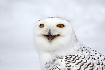 A Snowy Owl (Bubo scandiacus)