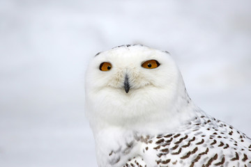 The face of a Snowy Owl (Bubo scandiacus)..