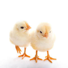 two chicks