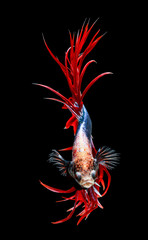 siamese fighting fish isolated on black background.