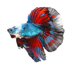 Fototapeta premium siamese fighting fish, betta isolated on white background.