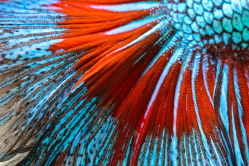 Texture of tail siamese fighting fish