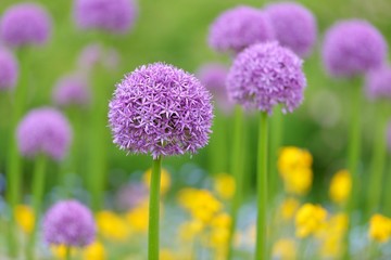 giant purple allium flowers