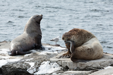 Rookery Northern Sea Lion. Avacha Bay, Kamchatka