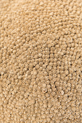 dry flowers texture