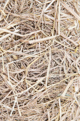 dry grass or hay texture