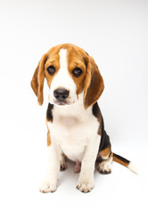 Fototapeta na wymiar Beagle dog isolated on white