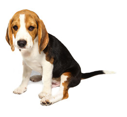 Beagle dog isolated on white