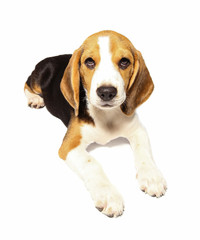 Beagle dog isolated on white