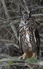 A Eurasian Eagle Owl (Bubo bubo) perched in a tree..