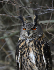 Sitting Eurasian Eagle Owl

