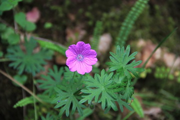 mauve alcée