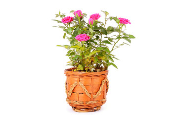 Roses isolated on white background