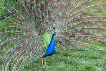 Naklejka premium Balzender asiatischer Pfau auf einer Wiese