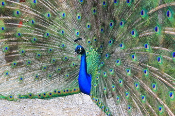 Obraz premium Asiatischer Blauer Pfau schlägt ein Rad (Männchen)