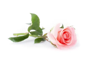 Poster de jardin Roses pink rose flower on white background