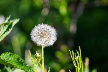 Close-up of dandelion flower as background