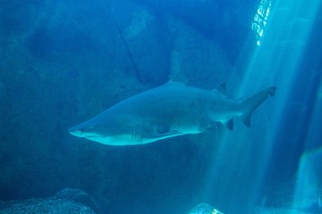Fototapeta premium Shark swimming in an aquarium 