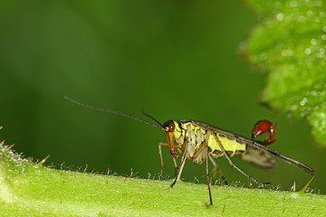 Scorpion fly on a plant with green background