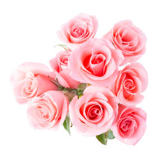 pink rose flower on white background