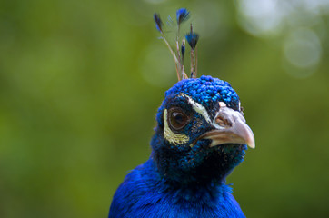 Naklejka premium Kopf vom blauen Pfau 