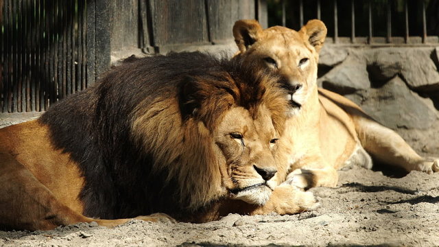 Old lion and lioness resting 

